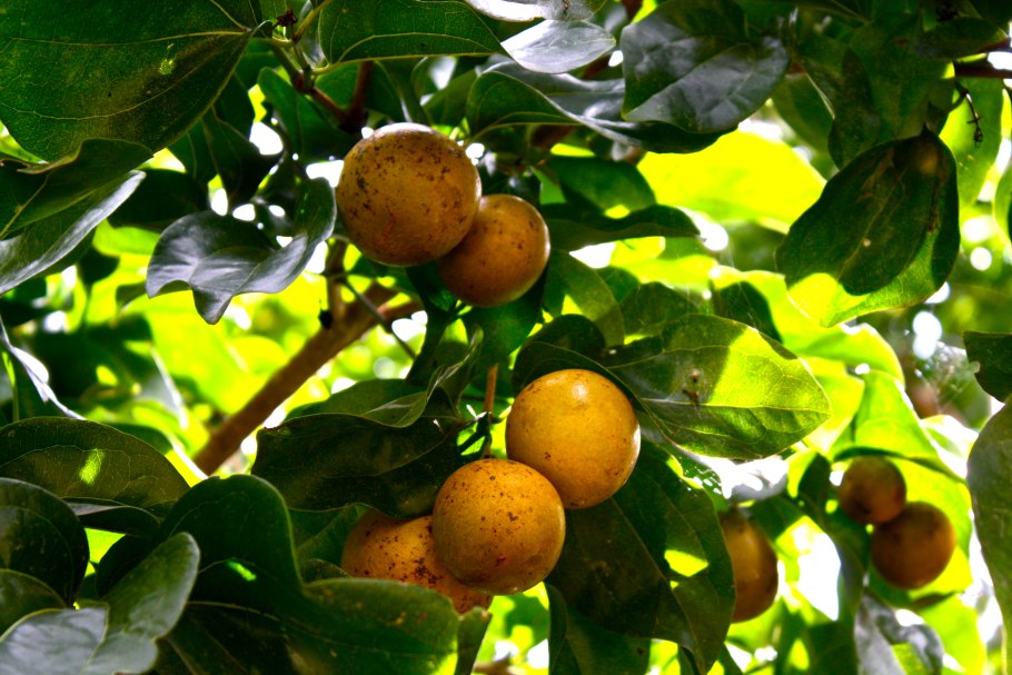 Strychnos nux vomica