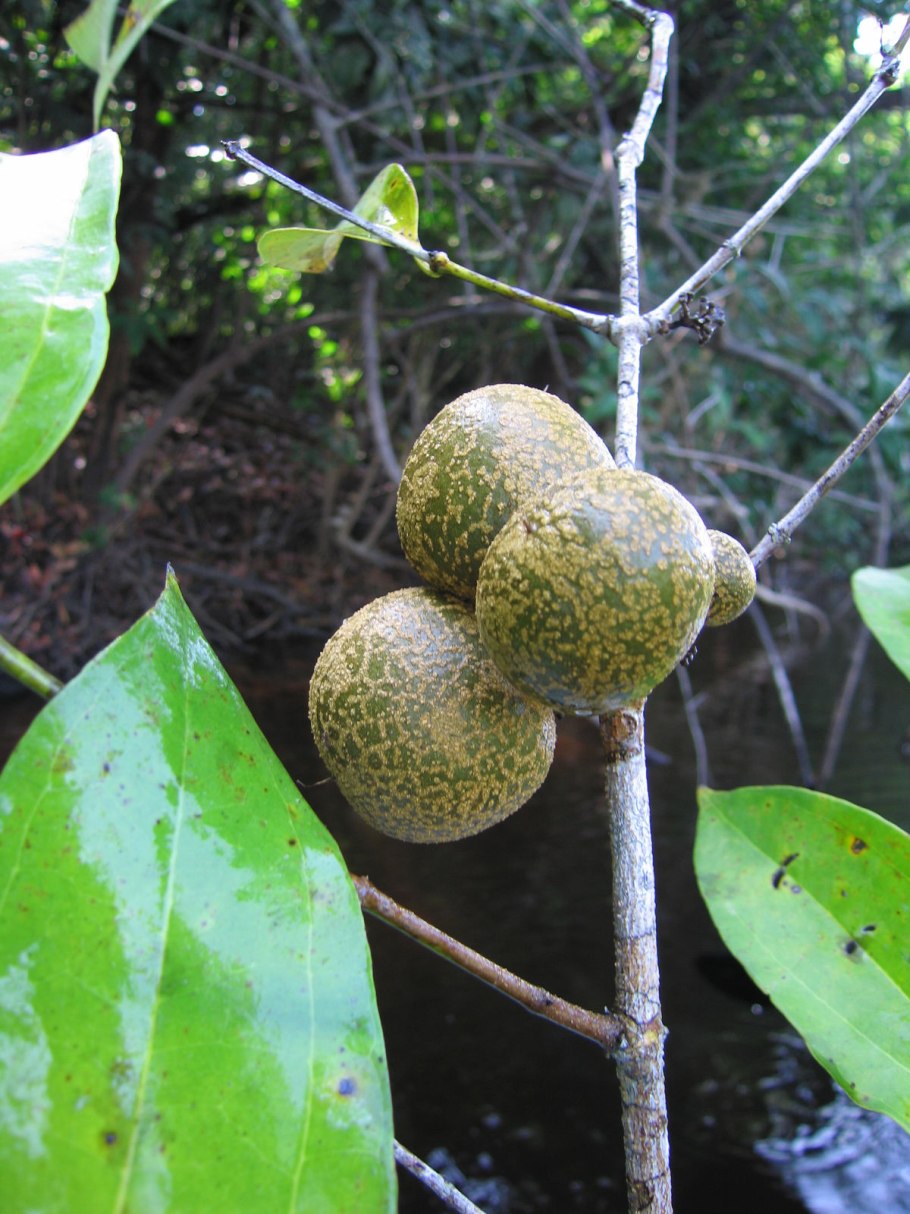 Чилибуха дерево