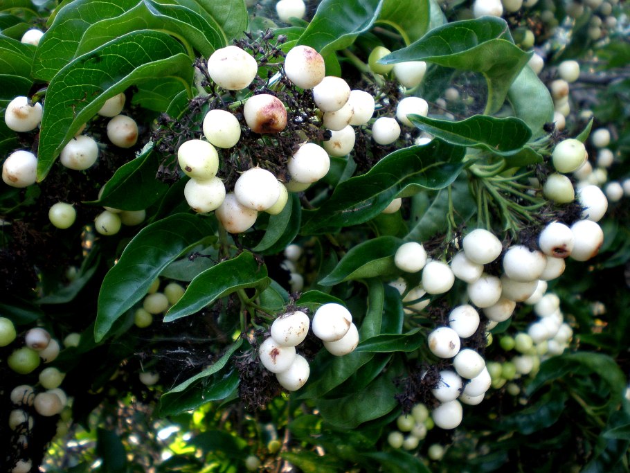 Снежноягодник белый symphoricarpos albus