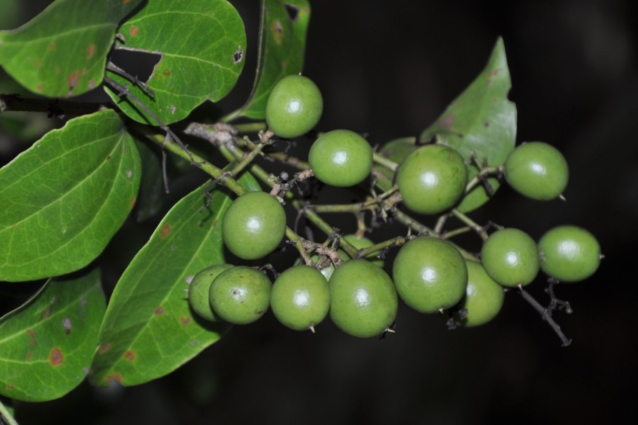 Стрихнос ядовитый (кураре).