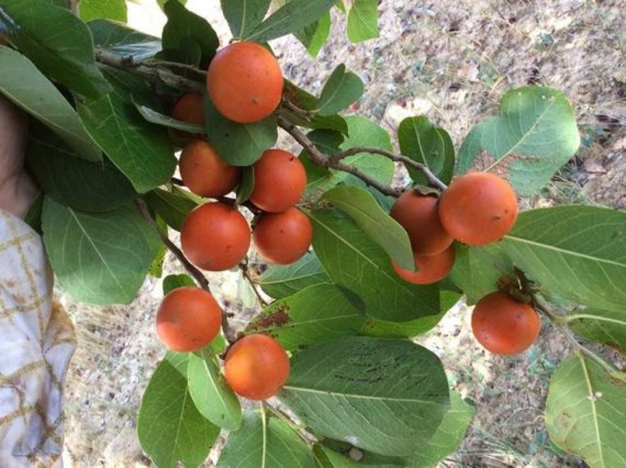 Strychnos nux vomica