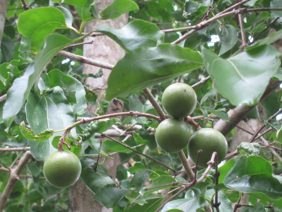 Strychnos NUX-Vomica