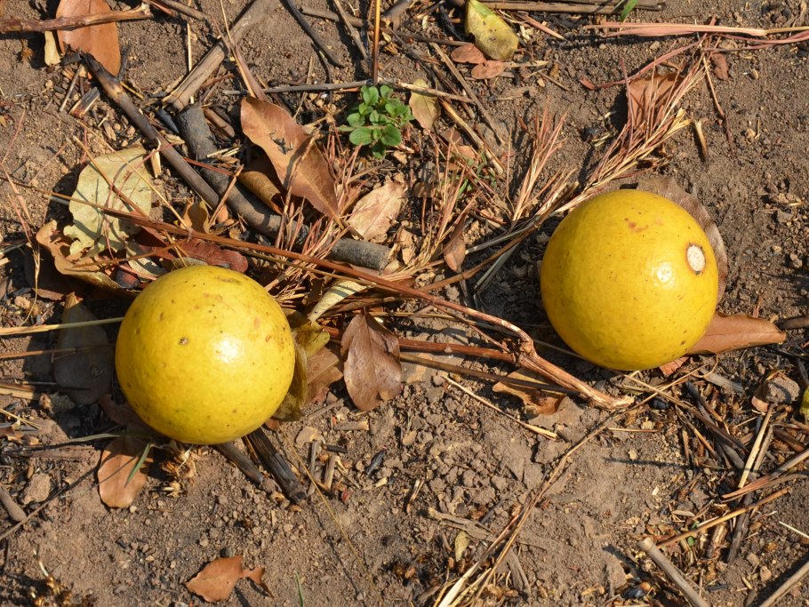 Дерево NUX Vomica Street