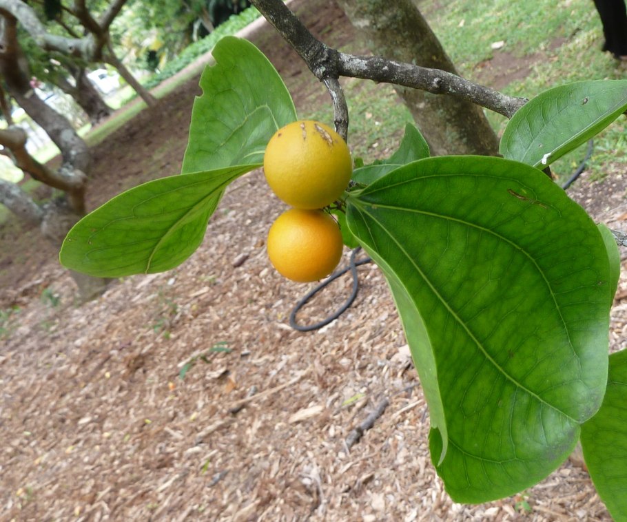 Strychnos NUX Vomica l.