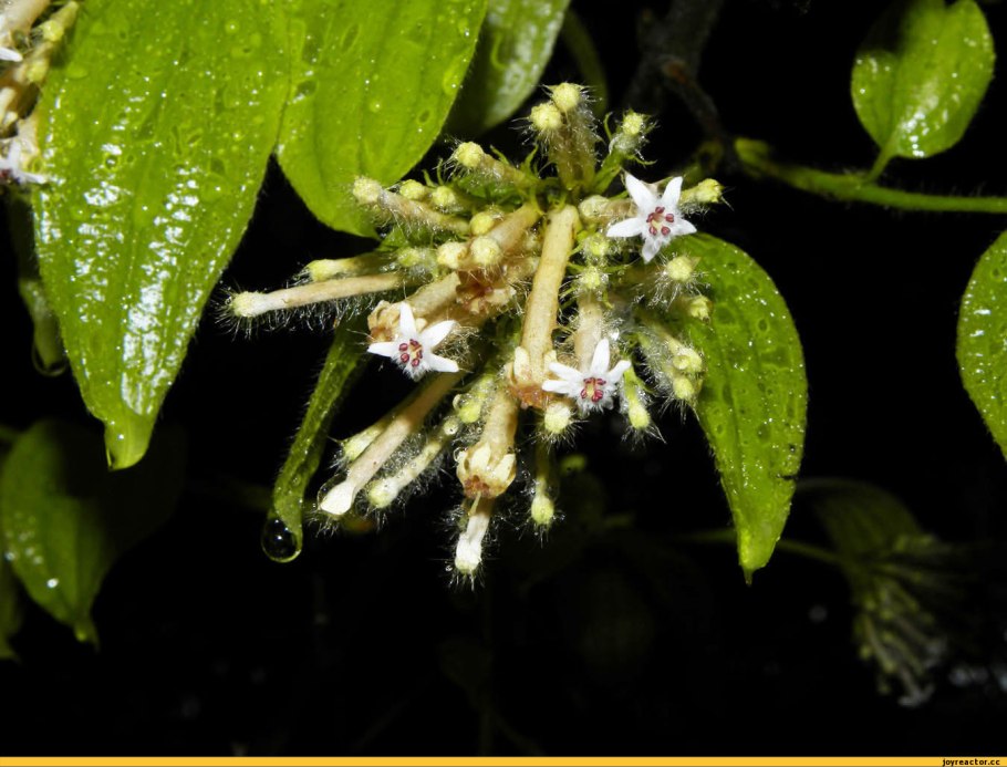 Cynanchum macrolobum