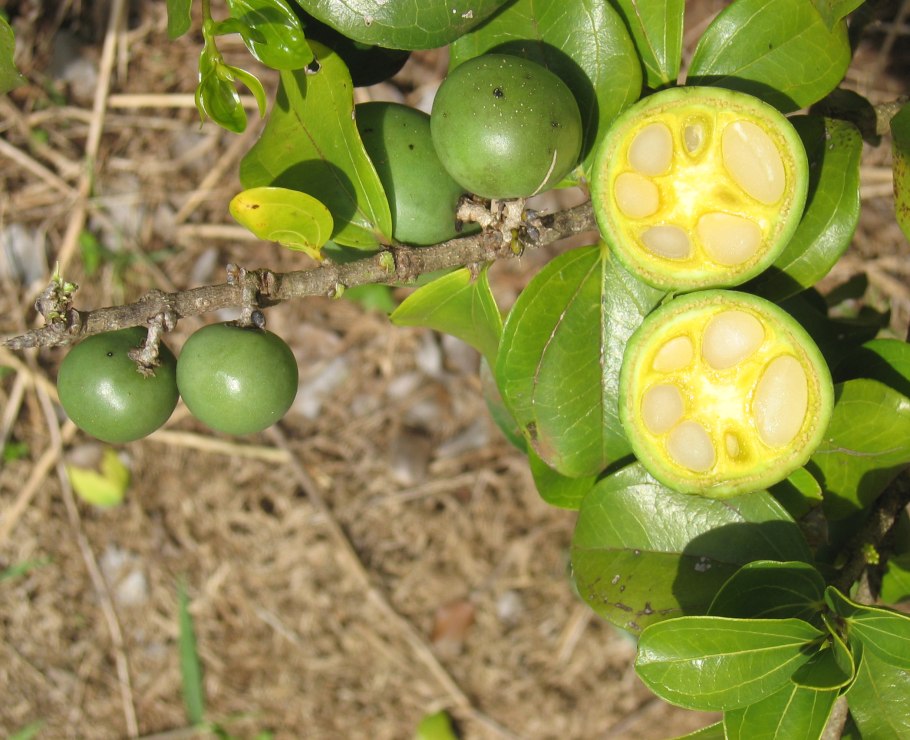 Garcinia macrophylla