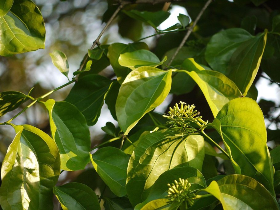 Лиана Chondrodendron tomentosum
