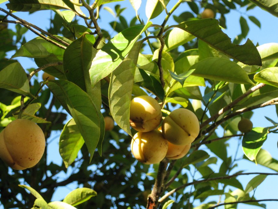 Мускатный орех дерево