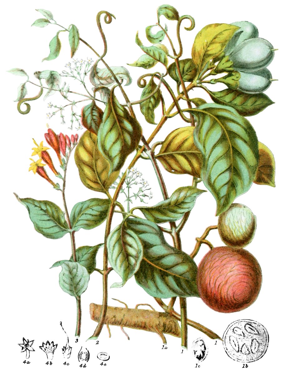 Нукс вомика растение