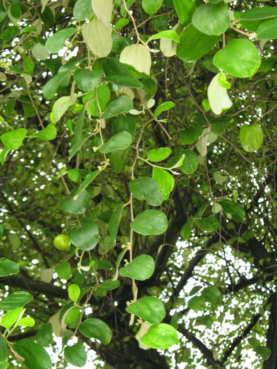 Чилибуха Игнация