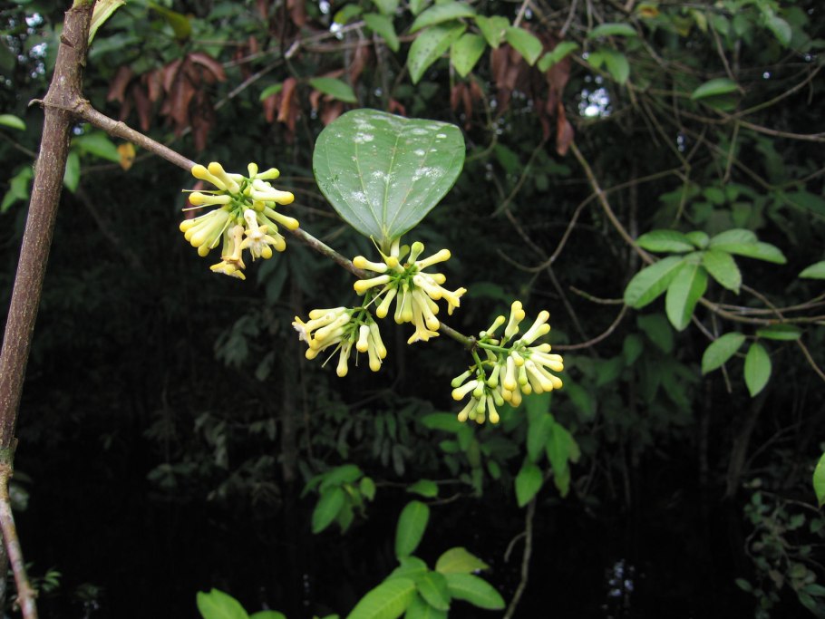 Chondrodendron tomentosum