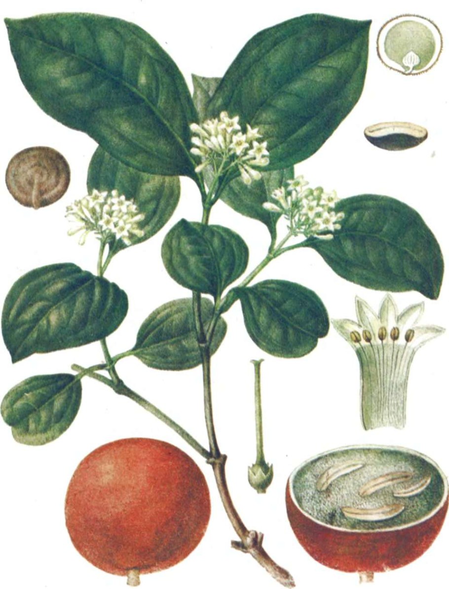 Чилибуха рвотный орех