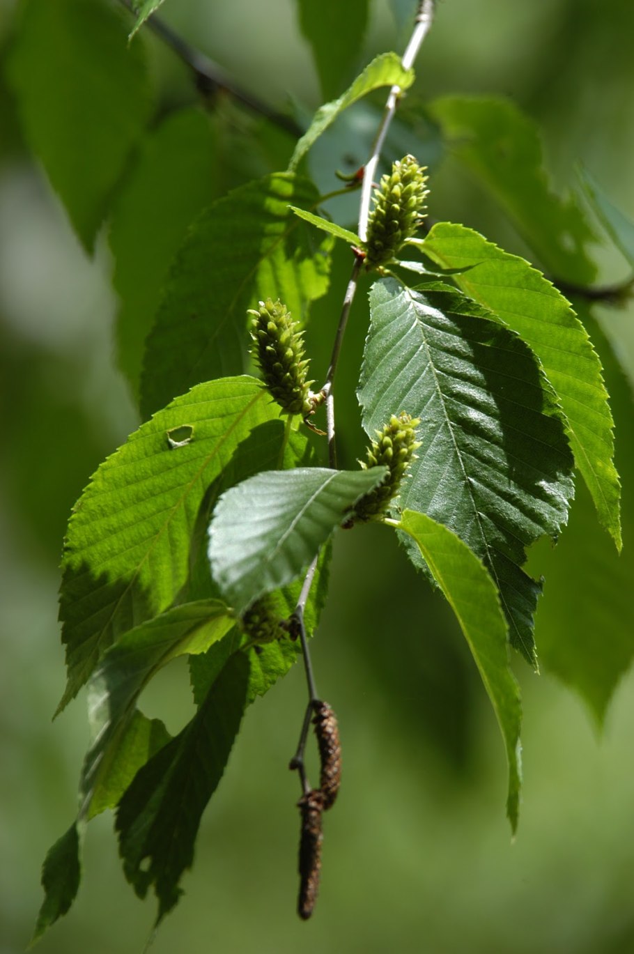 Береза ребристая – betula costata
