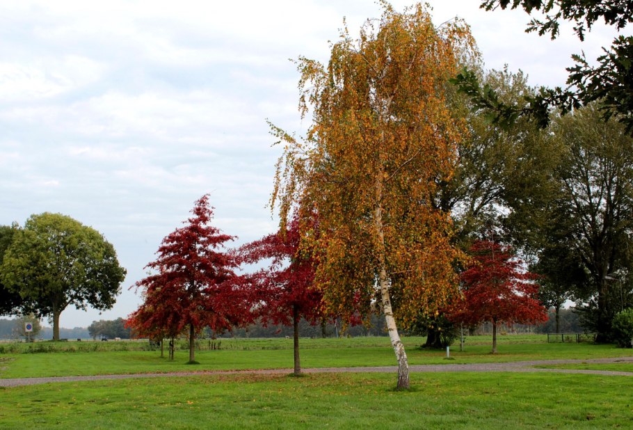 Черемуха маака дерево