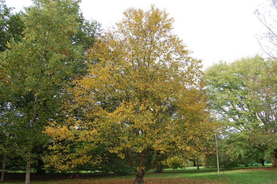 Carpinus betulus
