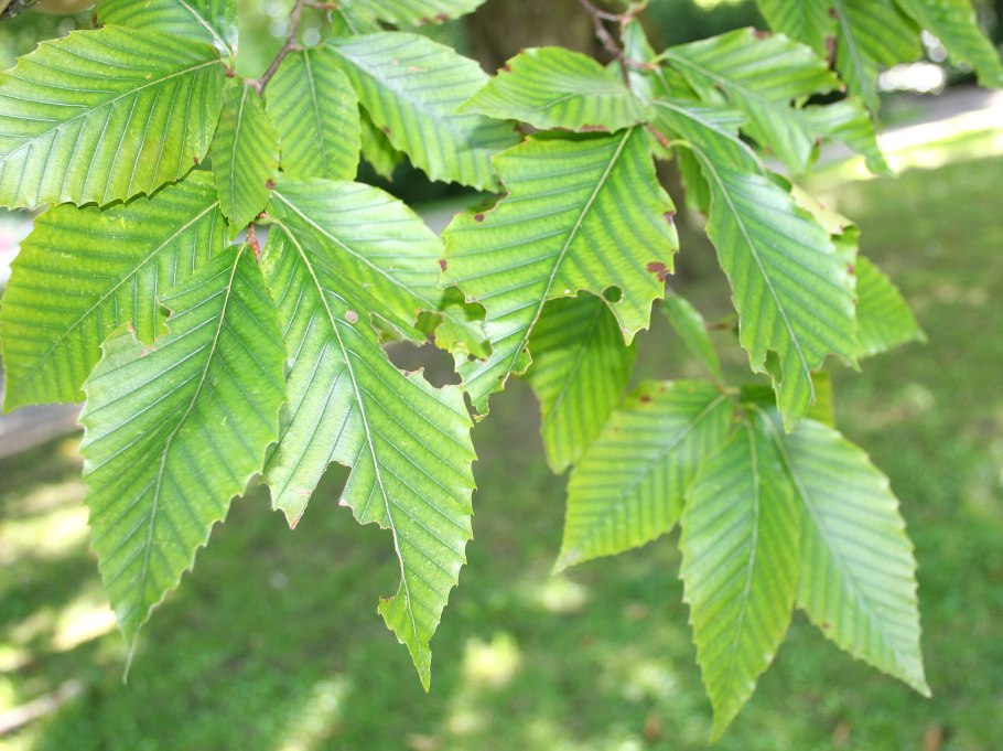 Fagus grandifolia