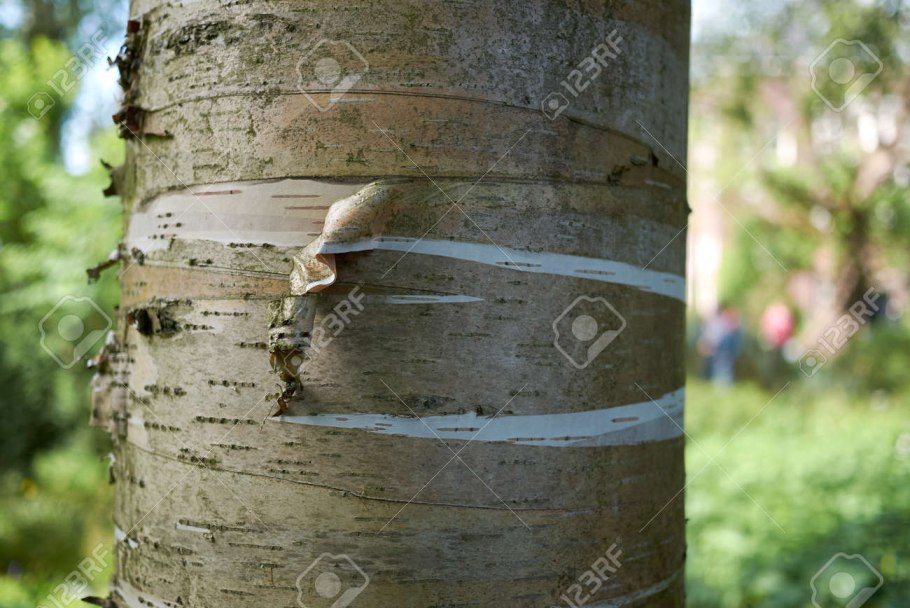 Черёмуха Маака Padus maackii