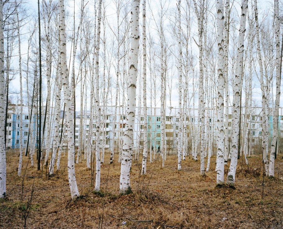 Silver Birch Trees