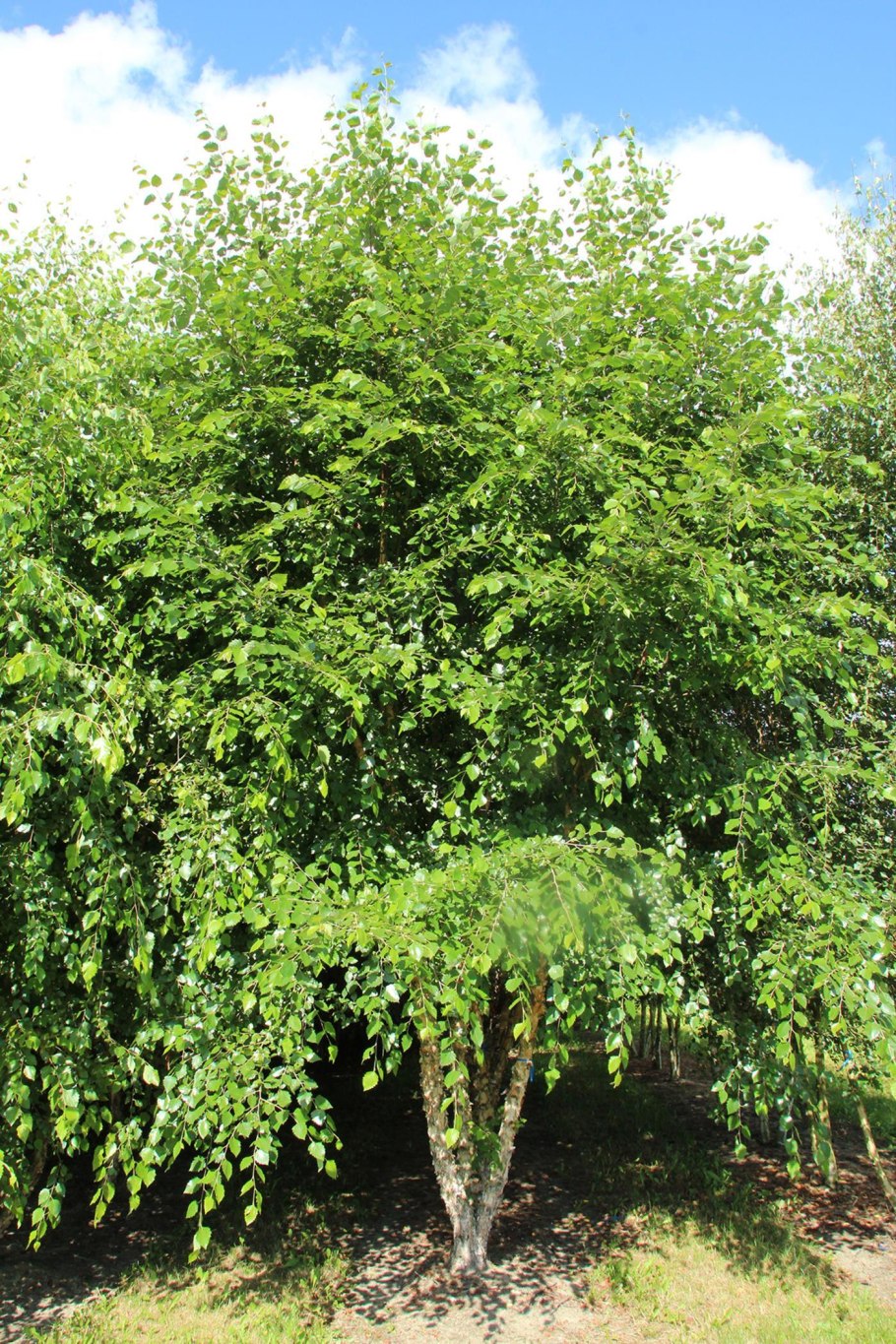 Чёрная берёза дерево в Башкирии