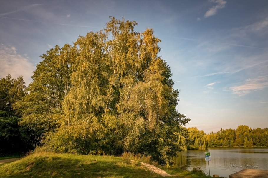 Береза Даурская черная