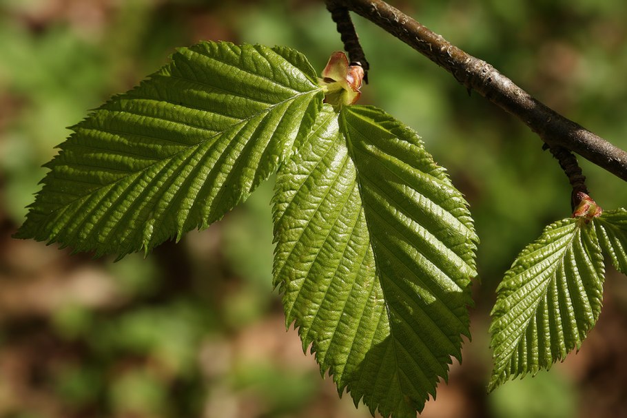 Betula alleghaniensis
