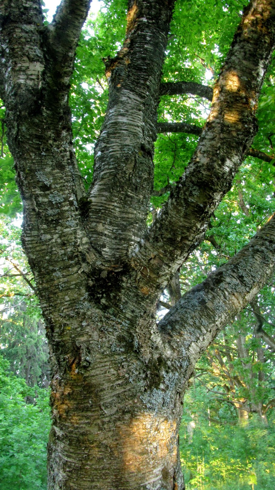 Betula maximowicziana