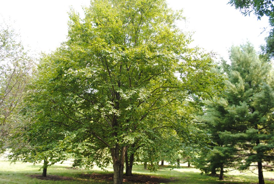 Береза желтая (betula costata)