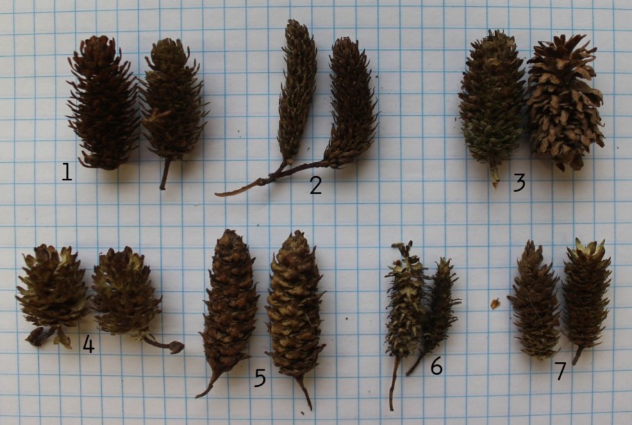 Дерево береза осенью