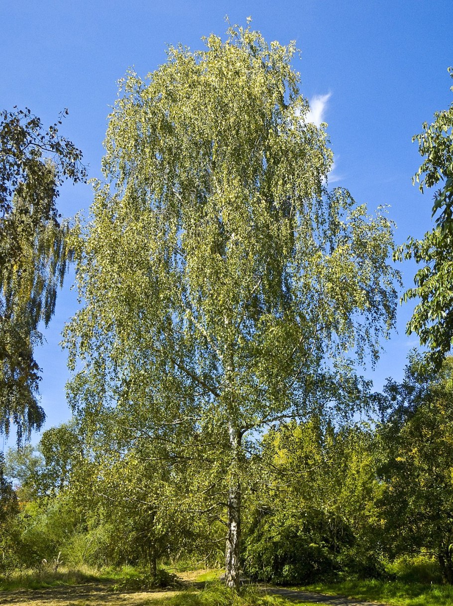 Береза обыкновенная (Betula Alba)