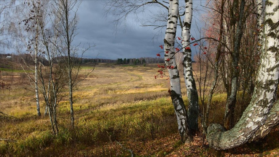 Береза косички