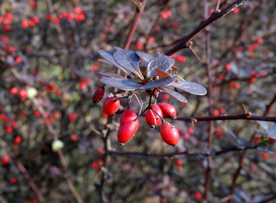 Барбарис Зибольда