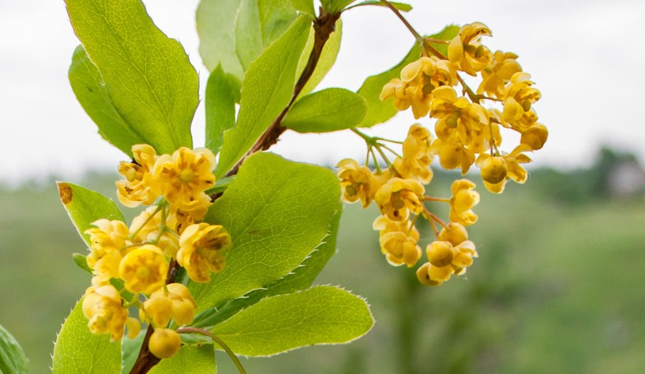 Барбарис Rose Glow