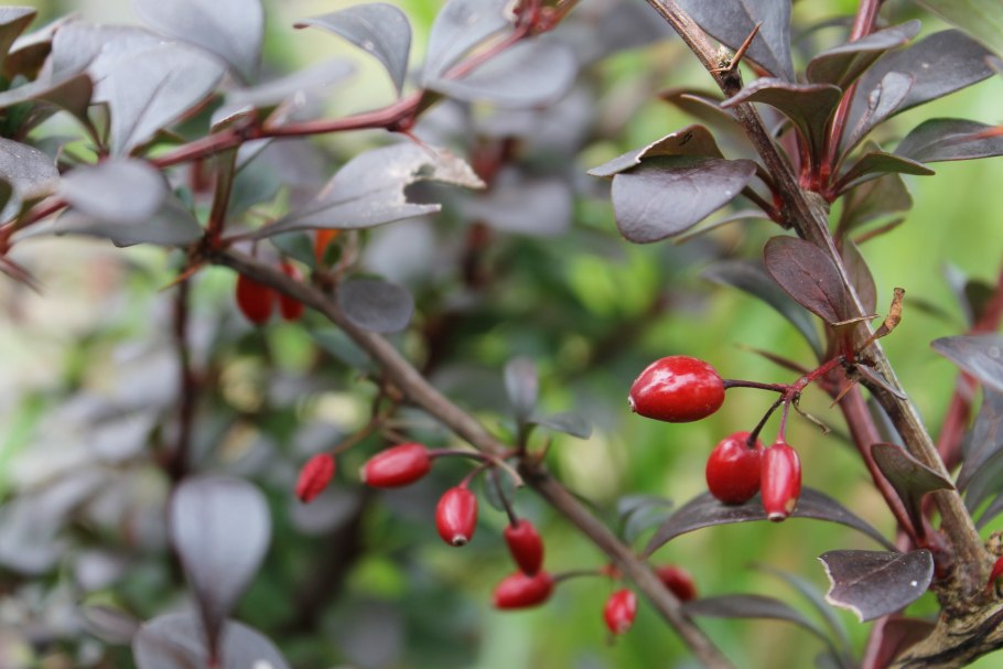 Барбарис монетчатый