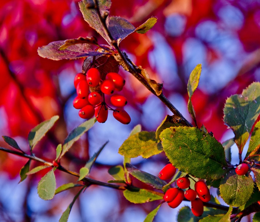Барбарис Тунберга зеленый низкий