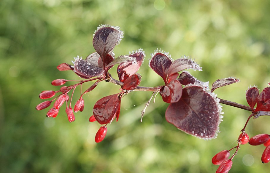 Барбарис зибольда