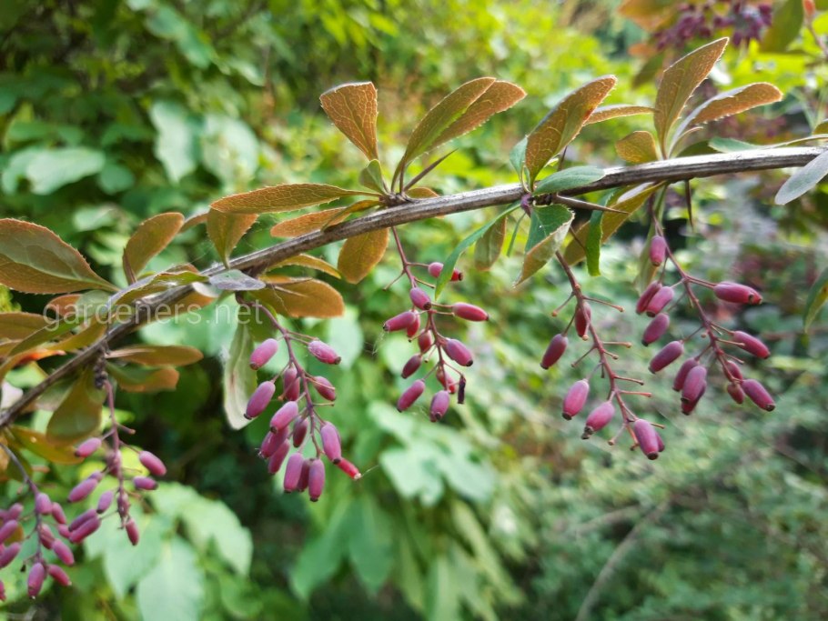 Барбарис обыкновенный berberis vulgaris