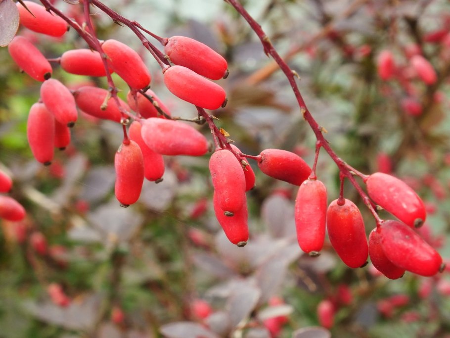 Карбюратор leader pz19jb