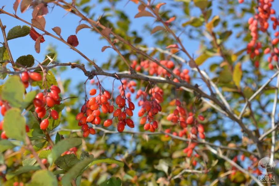 Барбарис с черными ягодами