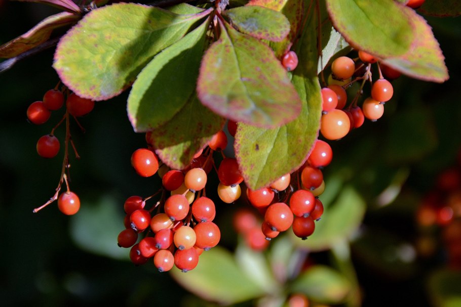 Барбарис оттавский цветы