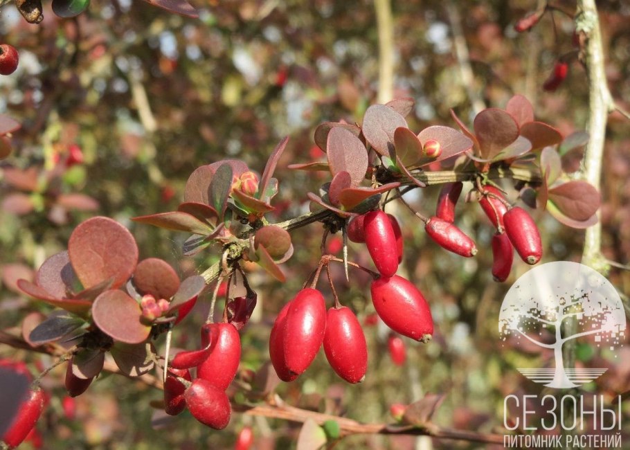 Барбарис Амурский Berberis amurensis