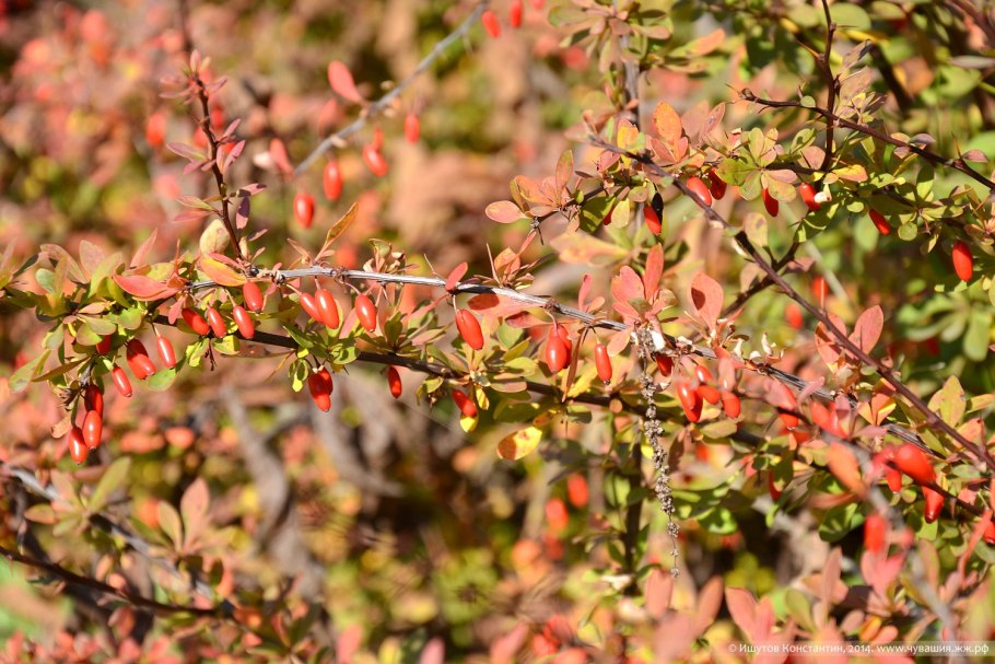 Барбарис продолговатый berberis oblonga