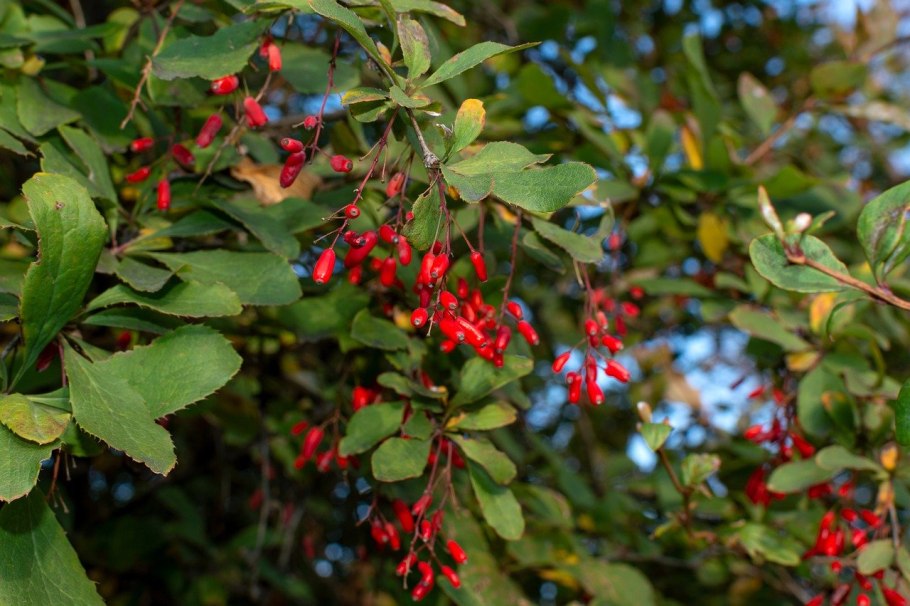 Ярко-красный грузинский Барбарис