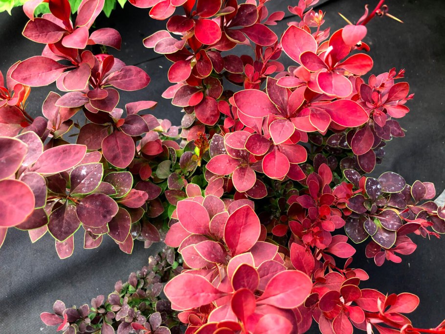 Барбарис тунберга berberis thunbergii