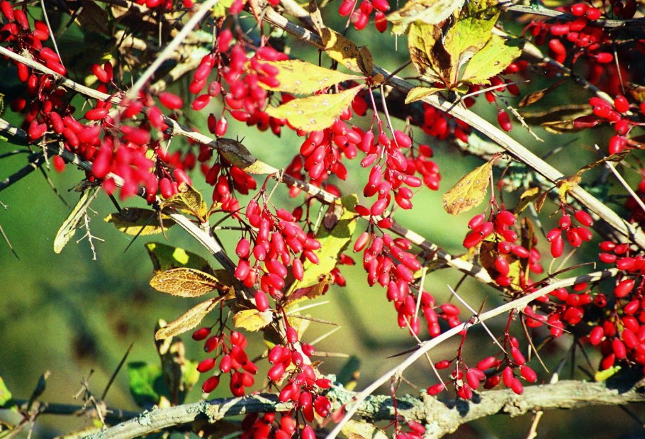 Ягоды красные типа барбариса