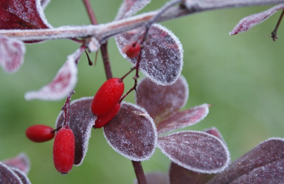 Барбарис съедобный кустарник