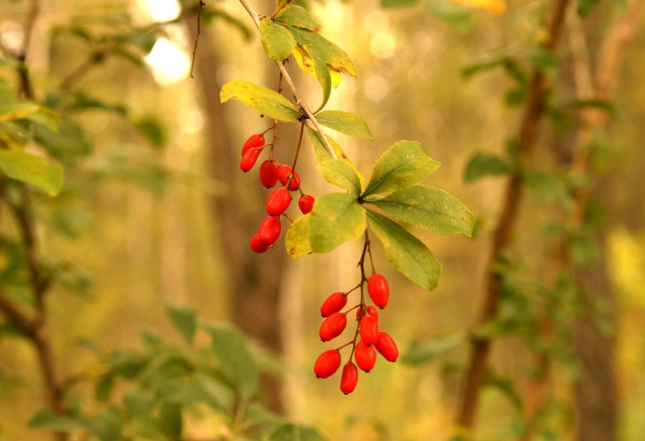 Барбарис оттавский Аурикома