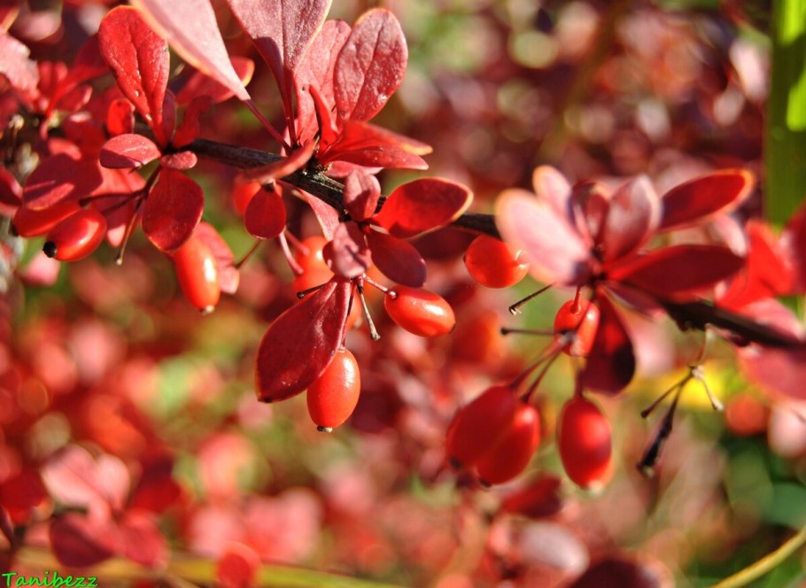 Барбарис атропурпуреа