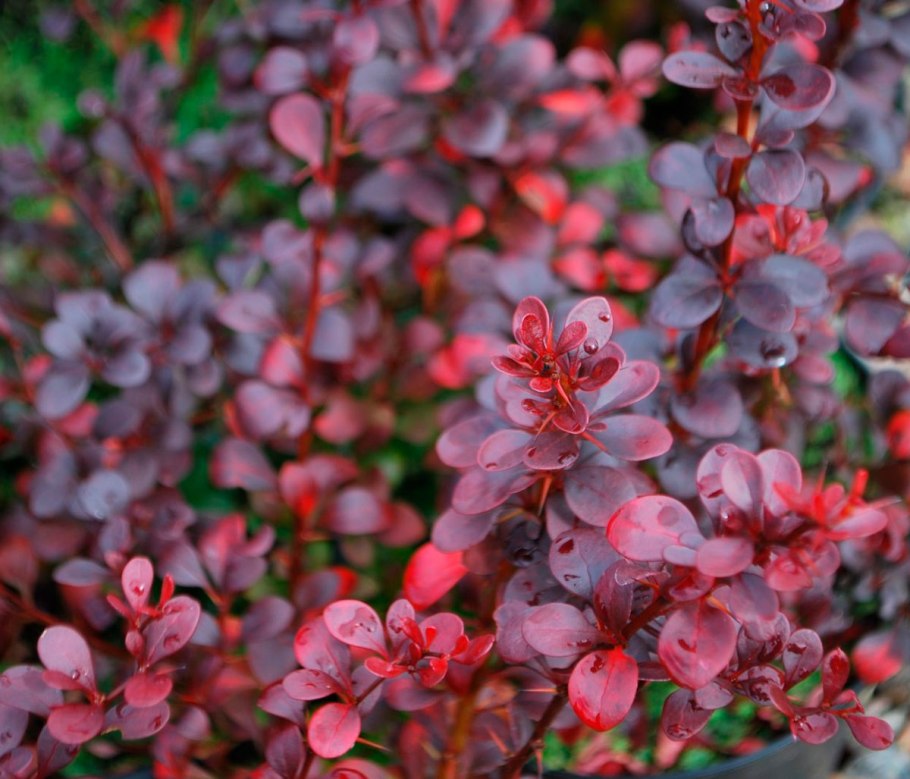 Барбарис дартс ред леди