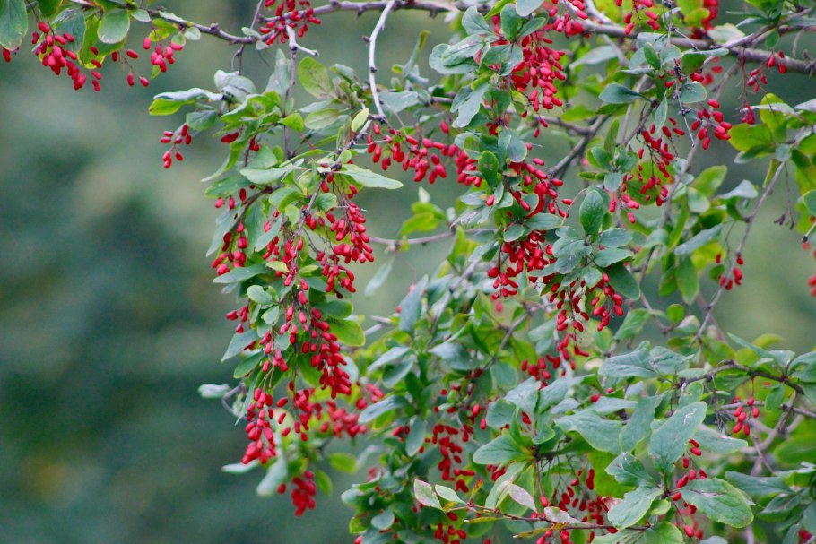 Барбарис обыкновенный высота