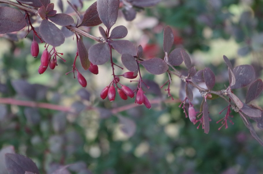 Барбарис обыкновенный atropurpurea